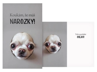 Narozeninové přání Čivava